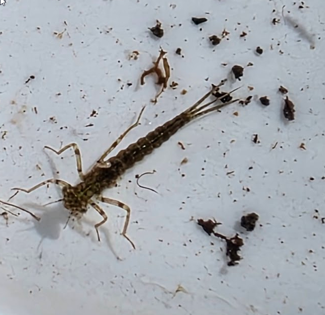 Netradicinė integruota biologijos-chemijos pamoka IIg klasėje „Vandens užterštumo tyrimas”