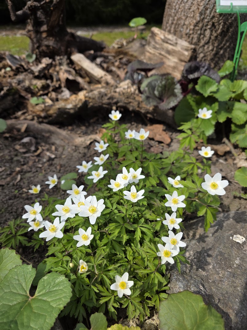 Nedrąsiai pavasaris žengia į Amžinąjį sodą